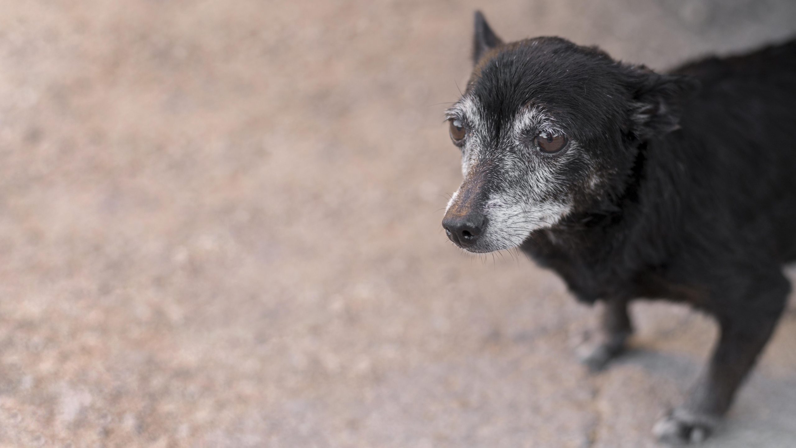 Canil Municipal de Franca ganha 7 baias para acolhimento de animais de pequeno porte