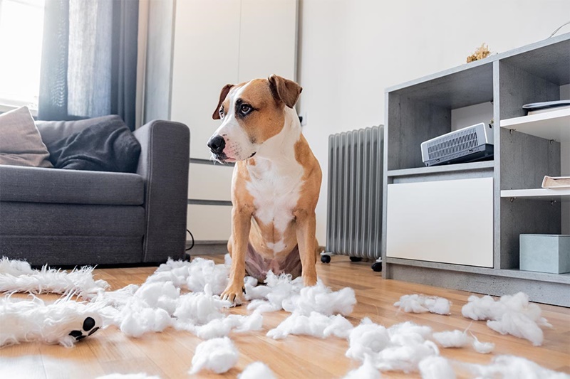 cão agitado