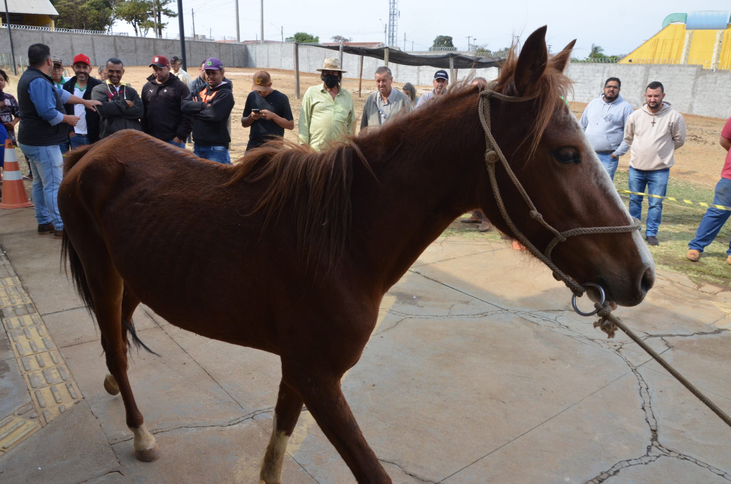 12 de 13 animais de grande porte são arrematados em leilão do Canil de Franca