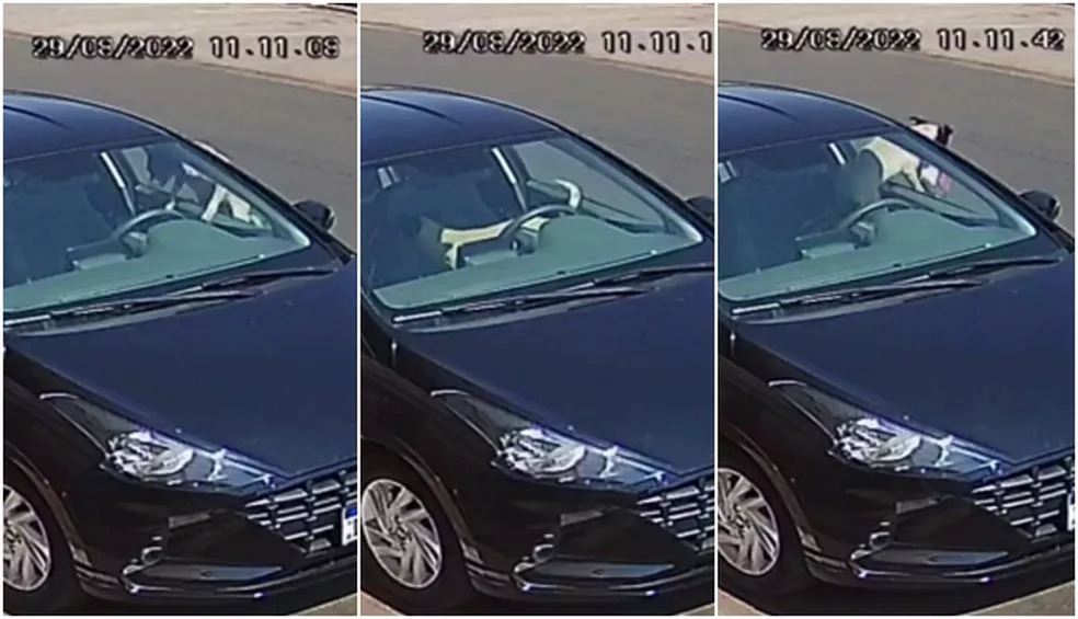 Motorista que teve frango “furtado” por cachorro diz que se divertiu com a situação