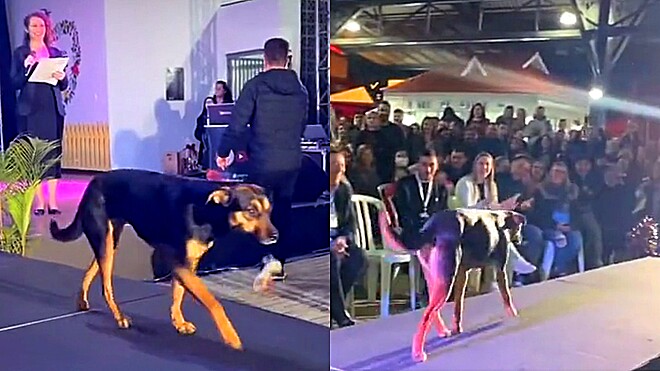 Vira-lata invade desfile e é aplaudido pelo público: “Minha hora de brilhar”