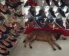 Cliente reclama de cãozinho deitado em loja, e a resposta do gerente surpreende - Jornal da Franca