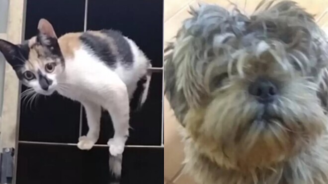 Gatinha tem reação hilária após irmão canino voltar de pelo tosado do pet shop