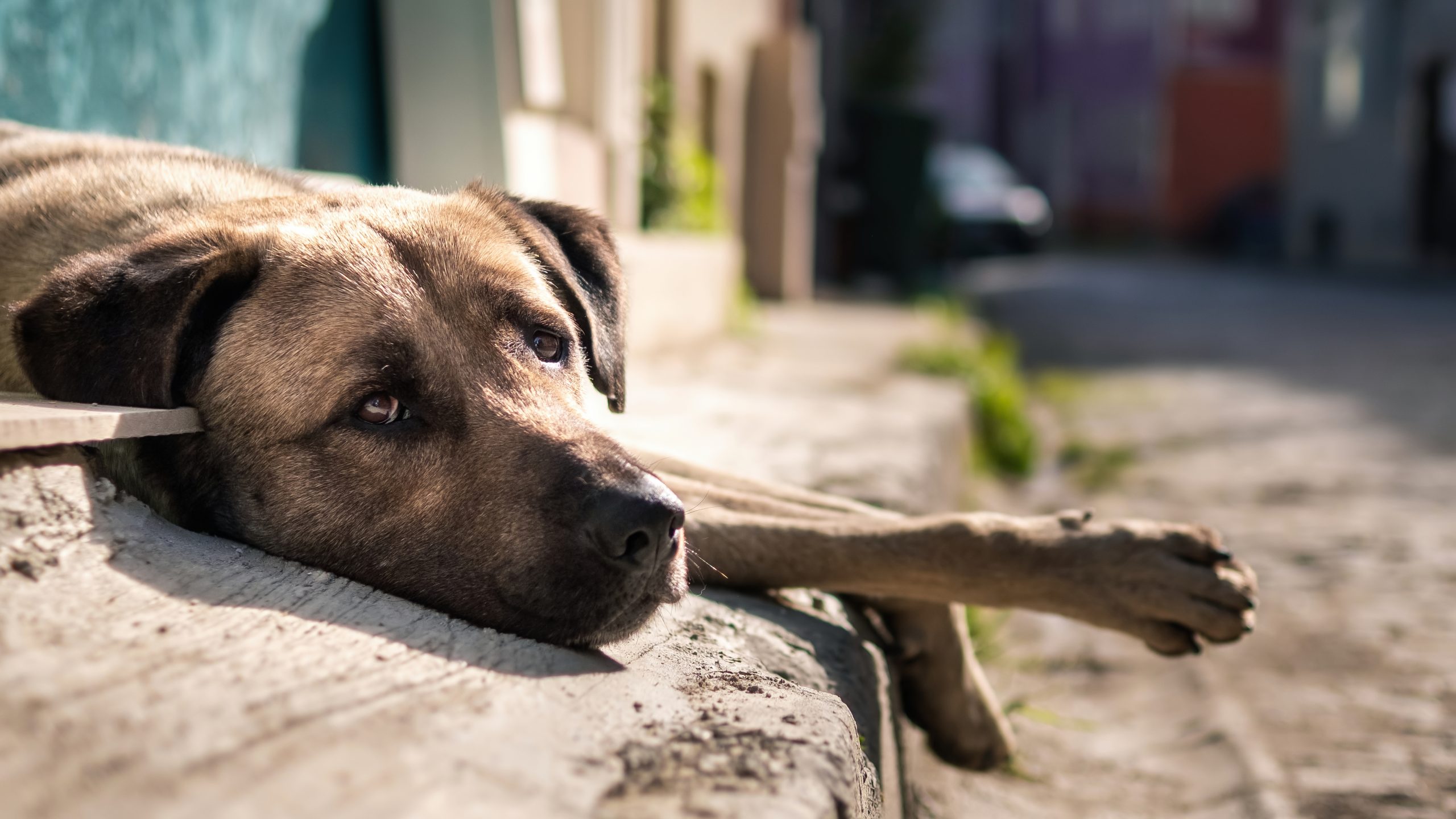 Saiba todos os cuidados que você deve tomar ao resgatar um cão ou gato de rua!