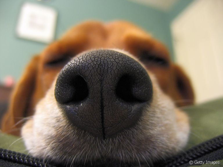 Está estressado? Seu cão consegue saber disso pelo cheiro! Veja como isso acontece