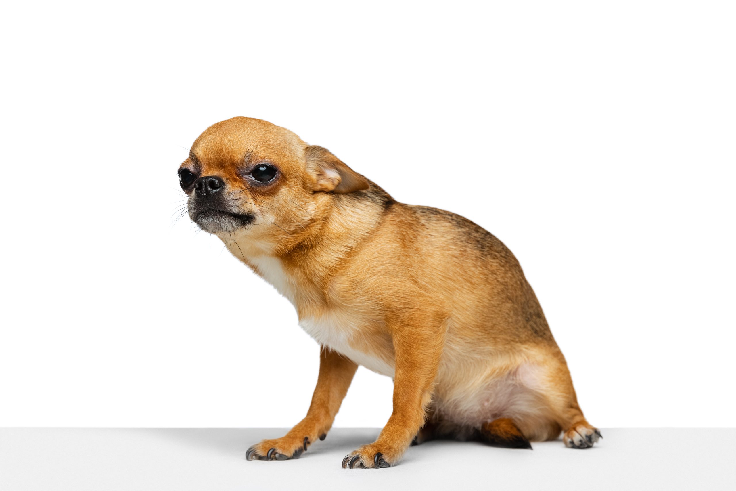 Saiba quais são as 3 atitudes que você pode achar fofas, mas que seu cão detesta!