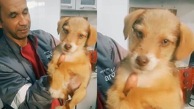 Pai sai para comprar pão e volta com cachorrinha filhote que resolveu adotar