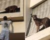 Entregador age rápido, escala prédio e salva cão preso do lado de fora de janela - Jornal da Franca