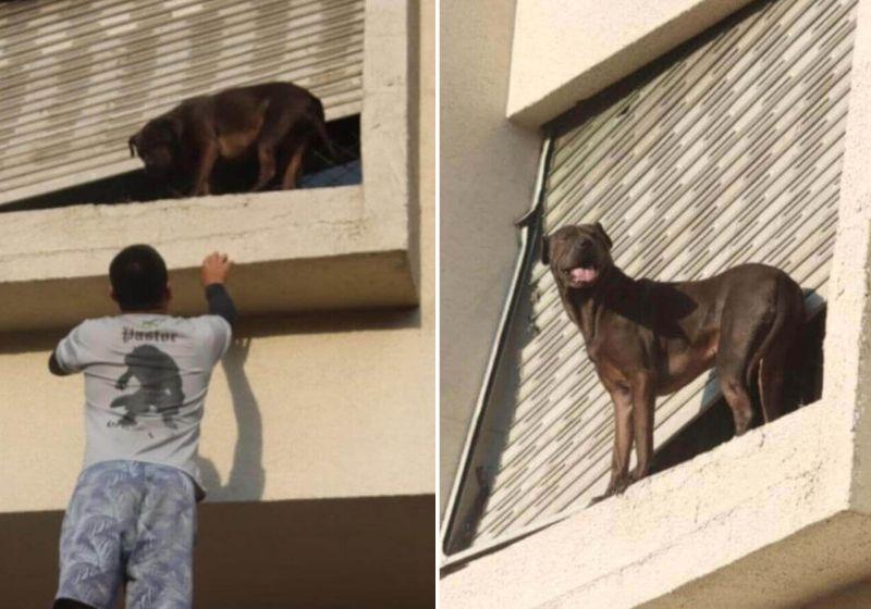 Entregador age rápido, escala prédio e salva cão preso do lado de fora de janela