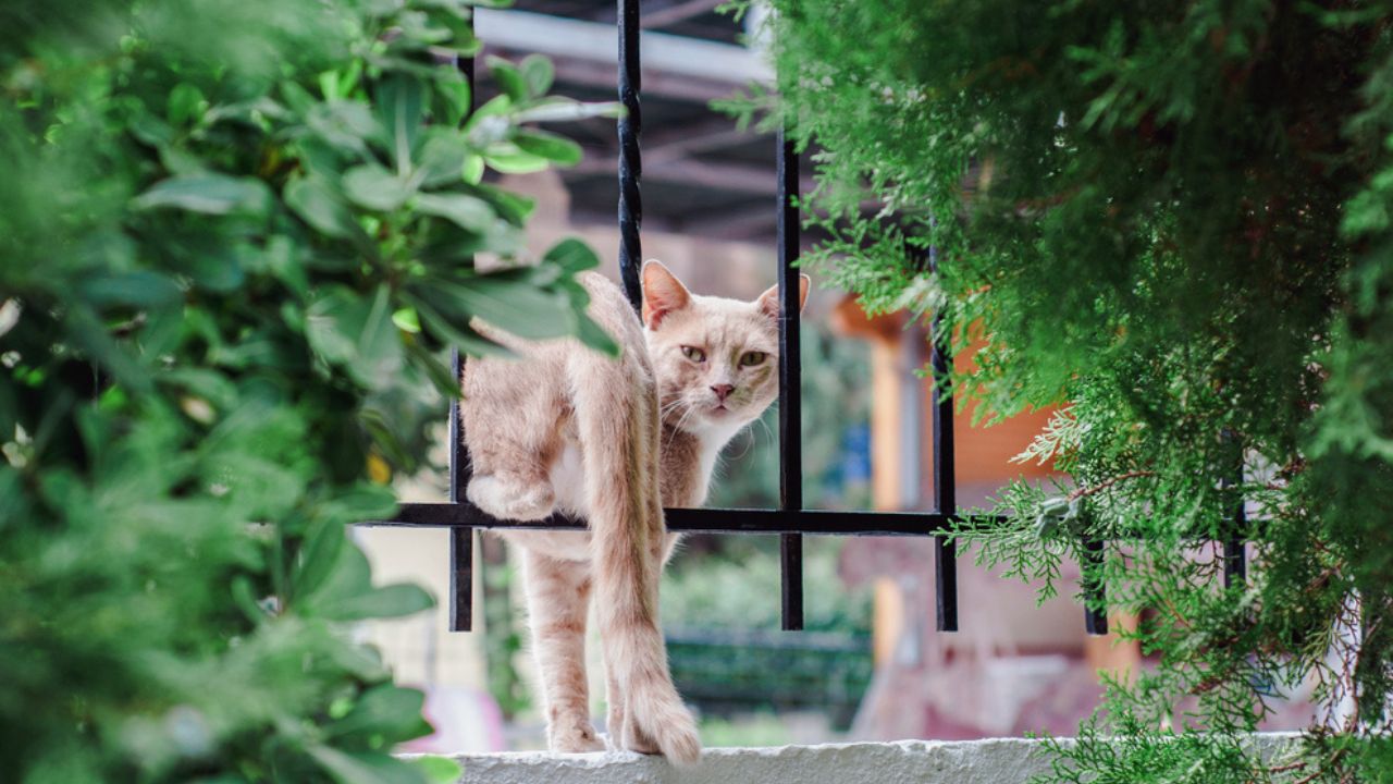 O que fazer para o gato não fugir de casa? Veja algumas dicas para resolver isso!