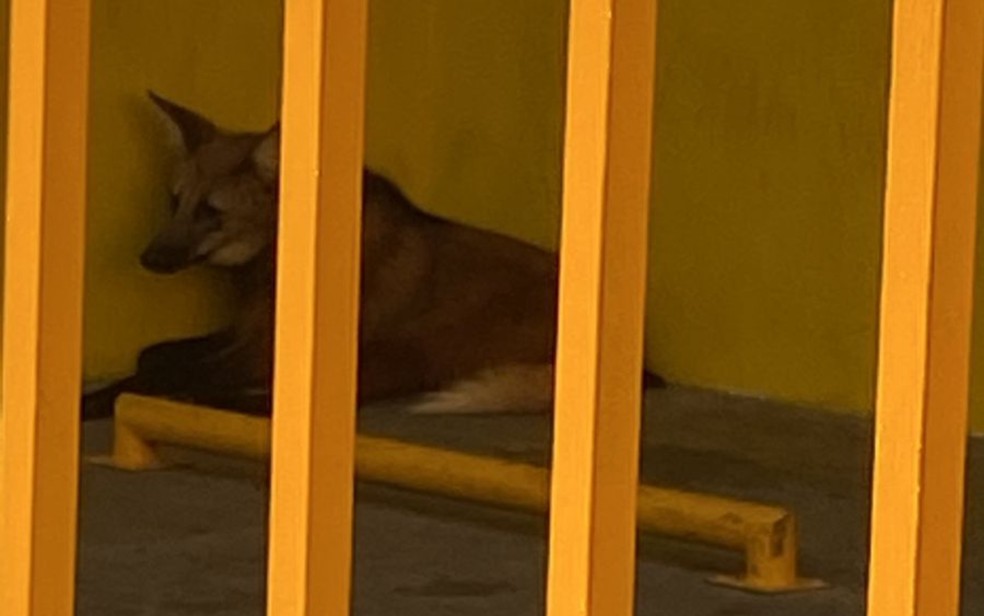 Em Franca, lobo-guará é encontrado em estacionamento de farmácia no Leporace