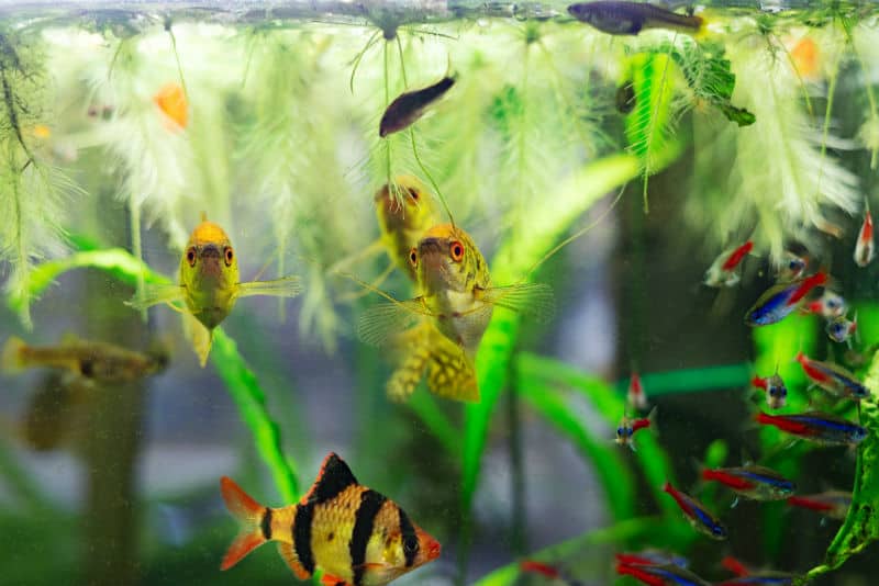 Seu peixe nada contra o vidro do aquário? Entenda o motivo e o que você pode fazer!