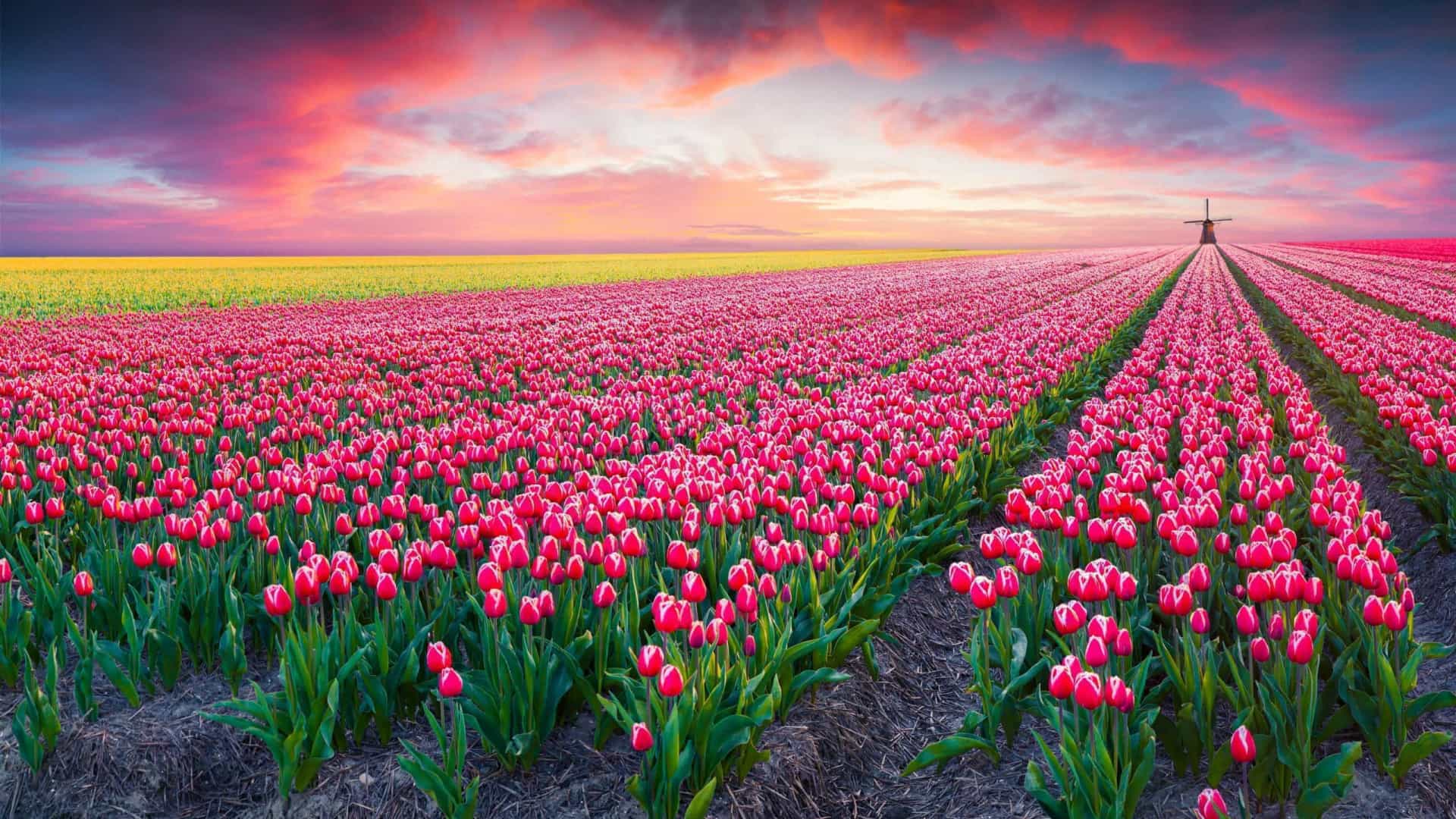primavera