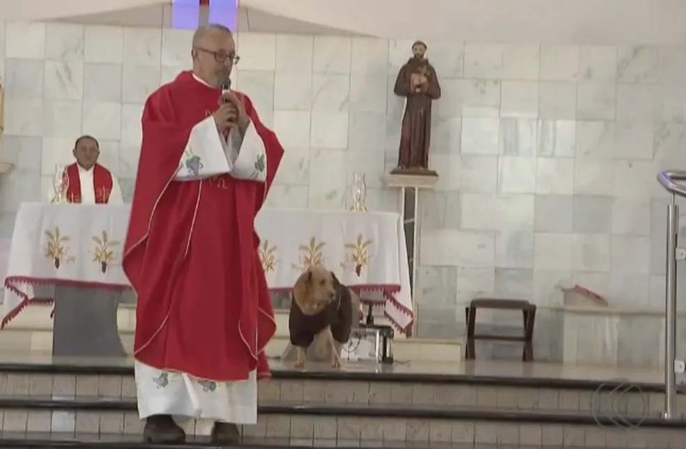 ‘Frei Pedrinho’: de batina, vira-lata caramelo acompanha missas no altar de igreja