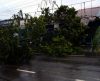 Chuva causa queda de árvore que interdita rua no Parque Universitário, na zona sul - Jornal da Franca