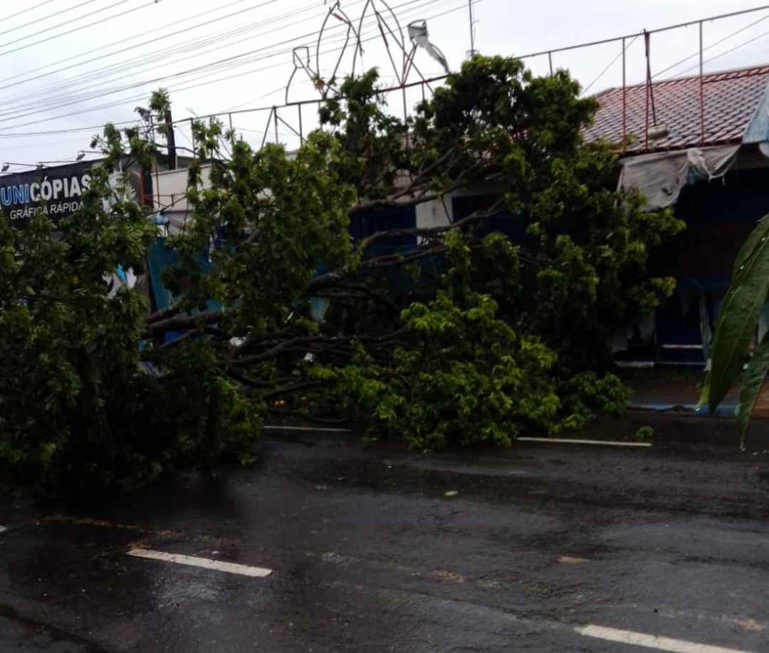 Chuva causa queda de árvore que interdita rua no Parque Universitário, na zona sul