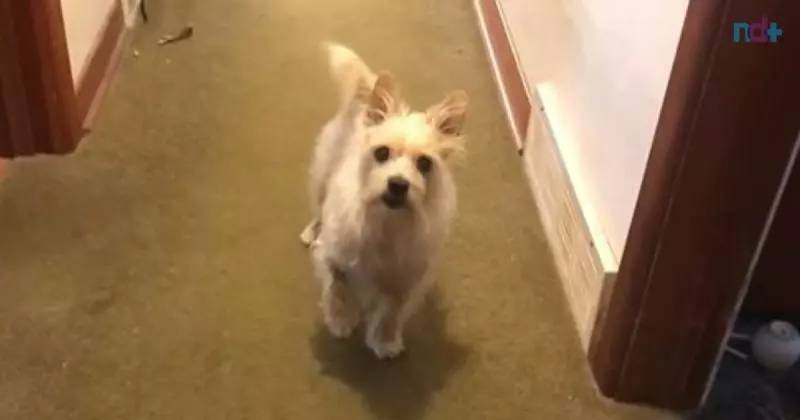 Cachorro muito sabido fingiu estar machucado na pata para passear. E viralizou