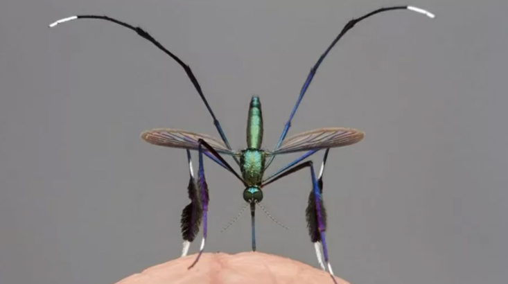 A imagem é deslumbrante, mas o bicho é perigoso: conheça o mosquito Sabethes