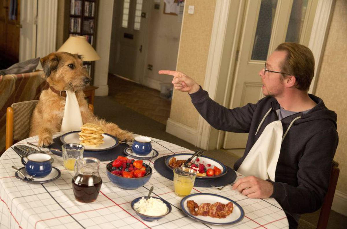 Tratar seu cão como um bebê humano pode prejudicar a saúde dele; entenda!