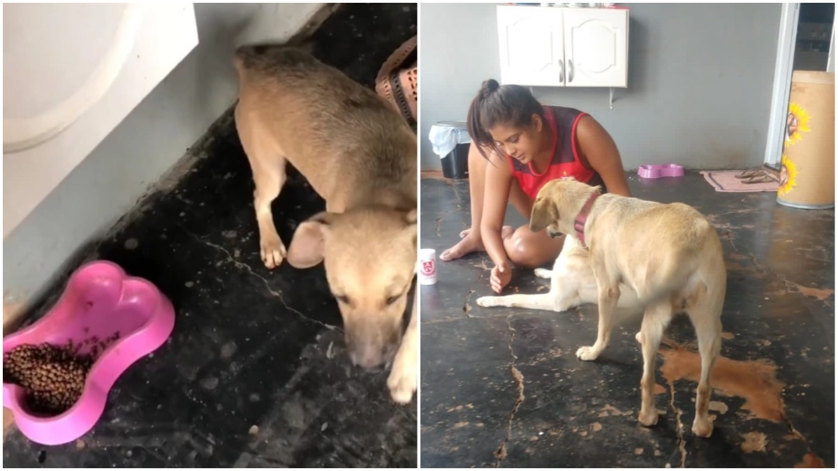 Vira-lata divide ração com cadelinha de rua, e emociona: “Viraram amigas”