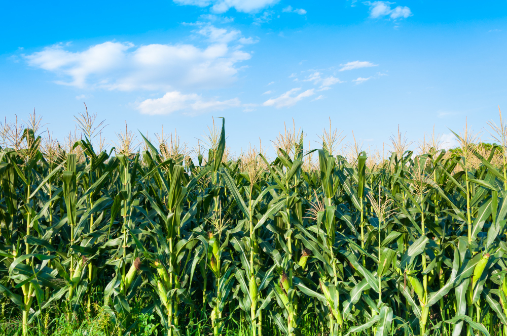 A sustentabilidade como fundamento da maior produção agropecuária brasileira