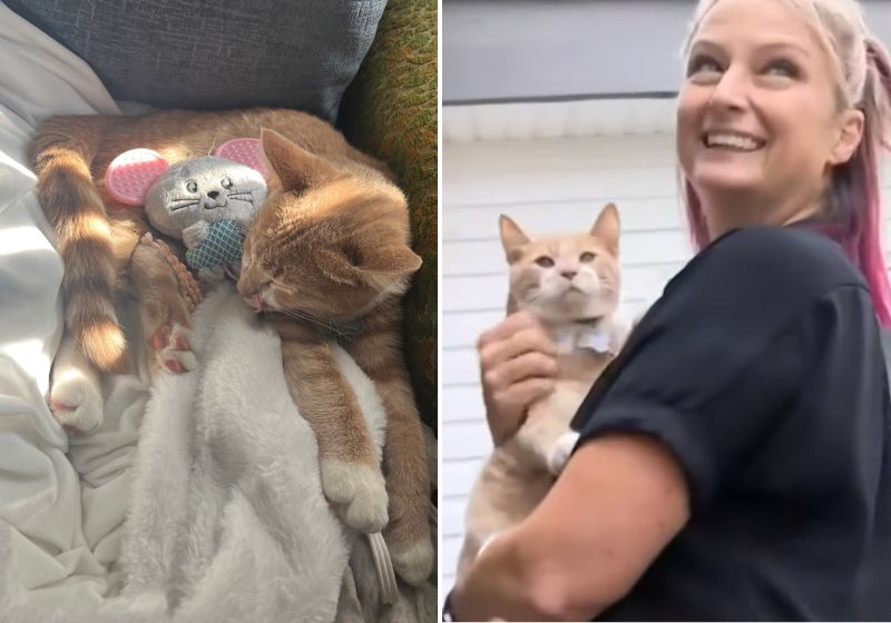 Gato dá alerta sobre vazamento de gás na residência e salva toda a família