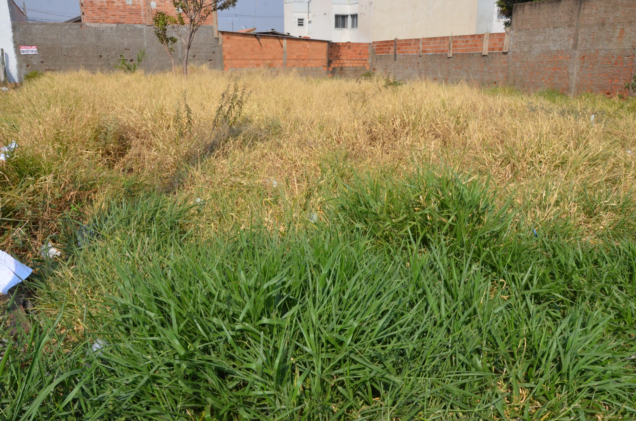 Vigilância ambiental de Franca notifica mais de 100 terrenos para limpeza