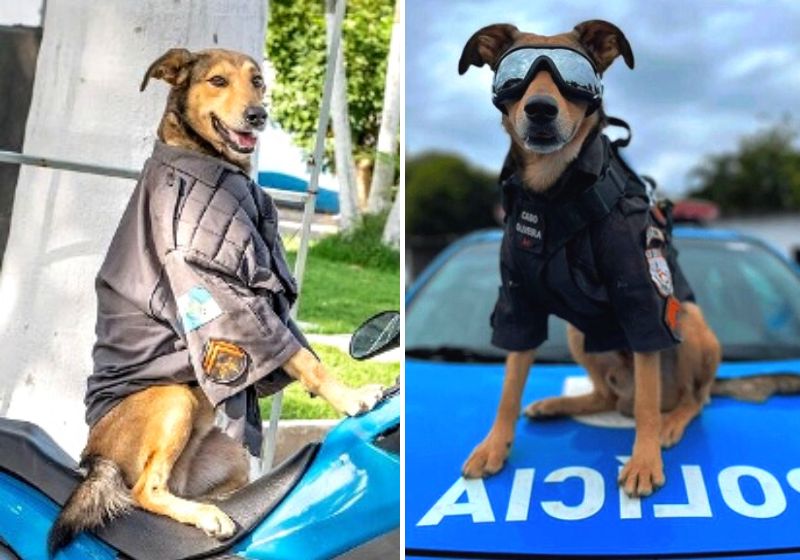 PM adota vira-lata caramelo doente e “cabo Oliveira” ganha 100 mil seguidores