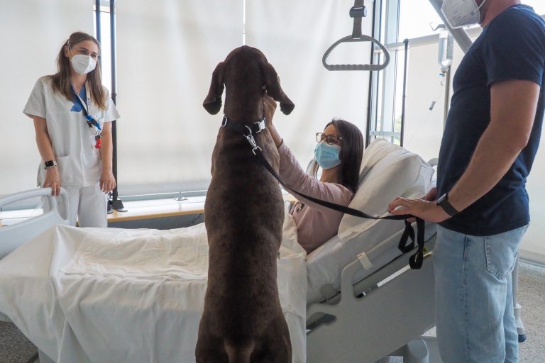 Hospital permite que paciente esteja com seu animal de estimação. Veja detalhes