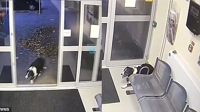 Cachorrinha border collie pede ajuda em delegacia após se perder de tutor; vídeo