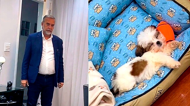 Pai que não queria cachorro ganha filhote de shih-tzu. Veja qual foi a reação dele