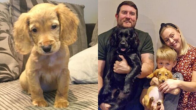 Criança se passa por sua mãe em conversa de WhatsApp e convence pai a adotar um cão