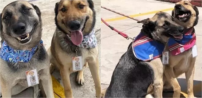 Cães de rua almoçam em restaurante todos os dias e agora recepcionam os clientes