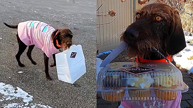 Clientes pedem cupcakes por delivery e são surpreendidos por entregadora diferente
