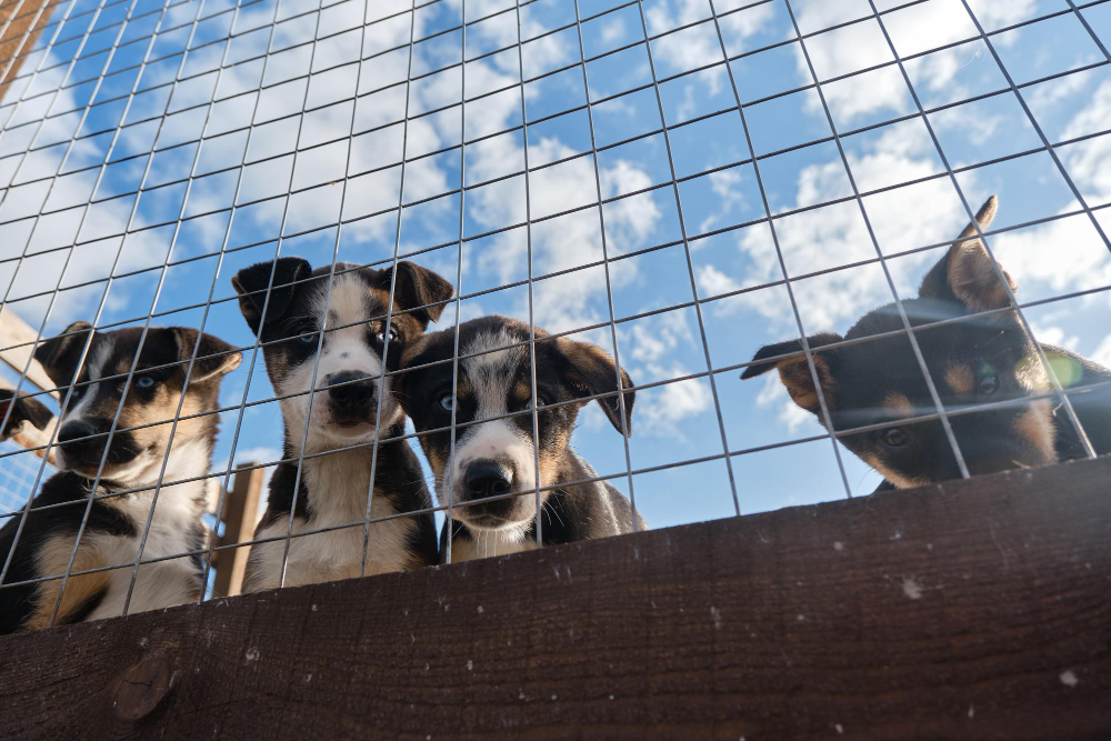 Justiça de Franca manda Prefeitura acolher 29 cães mantidos por ideal de uma cidadã