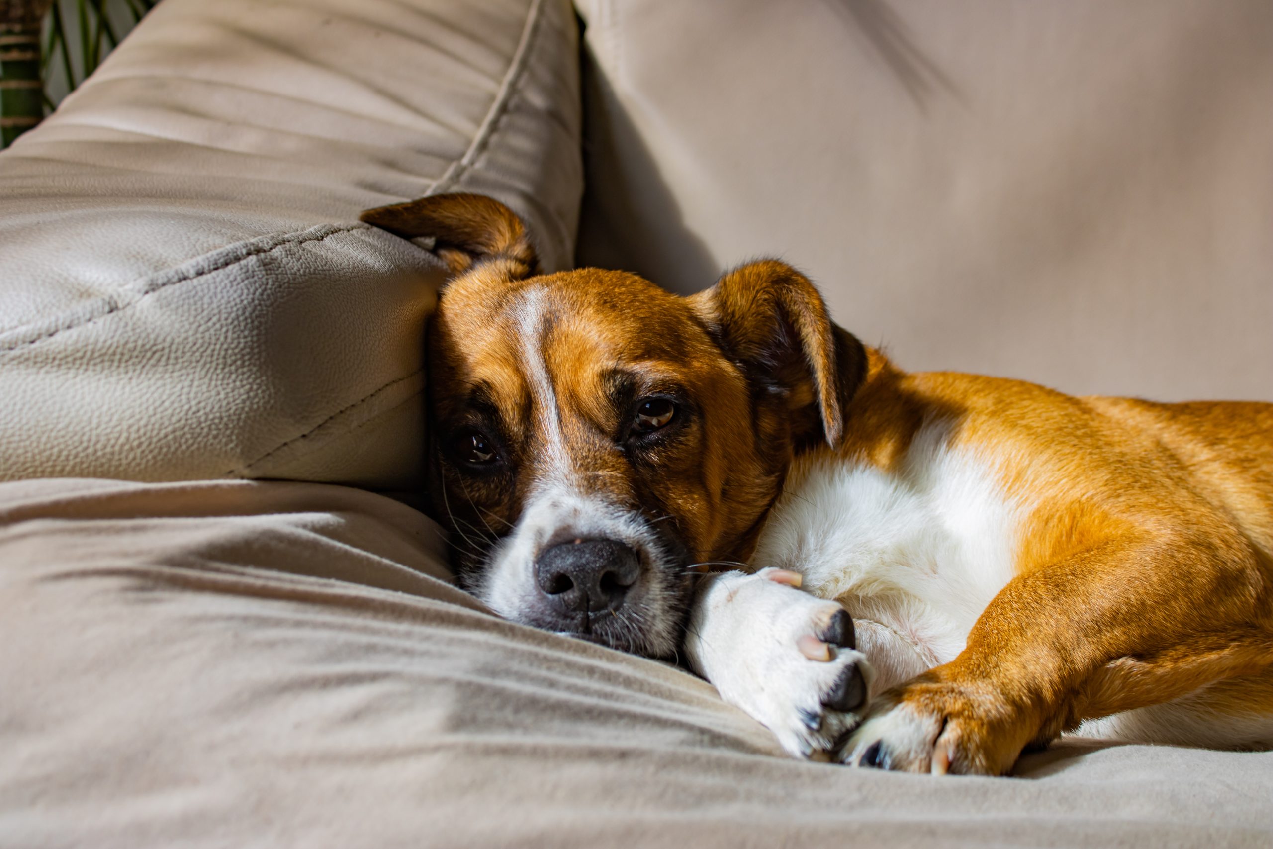 Seu cachorro é preguiçoso? Veja 5 motivos que podem estar por trás disso!