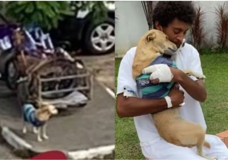 Reencontro de cadela que esperou 20 dias pelo tutor no hospital emociona web. Veja
