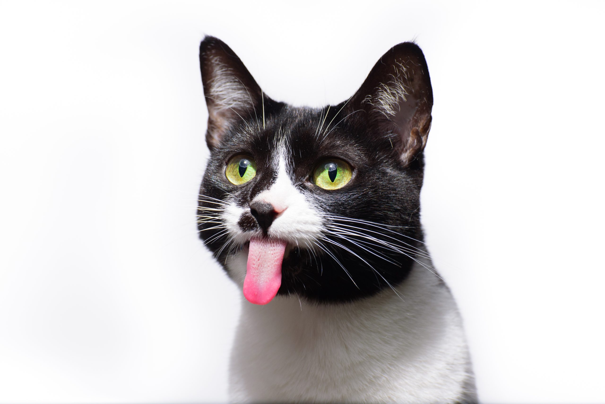 Não gosta de gatos mas mesmo assim eles são atraídos por você? Entenda o motivo!