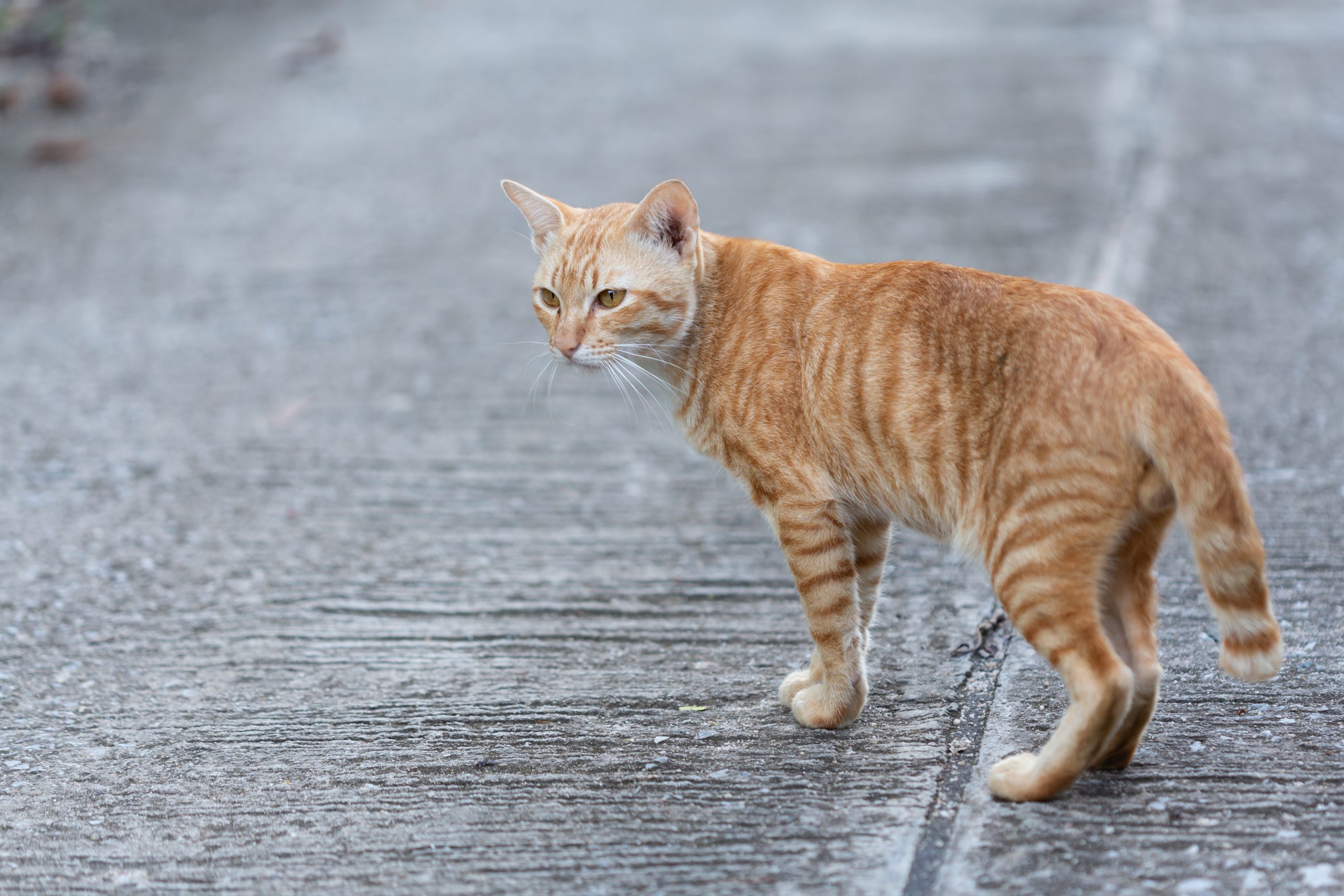 Quer saber o que faz seu gato fugir tanto para a rua? Veterinário dá 6 razões!