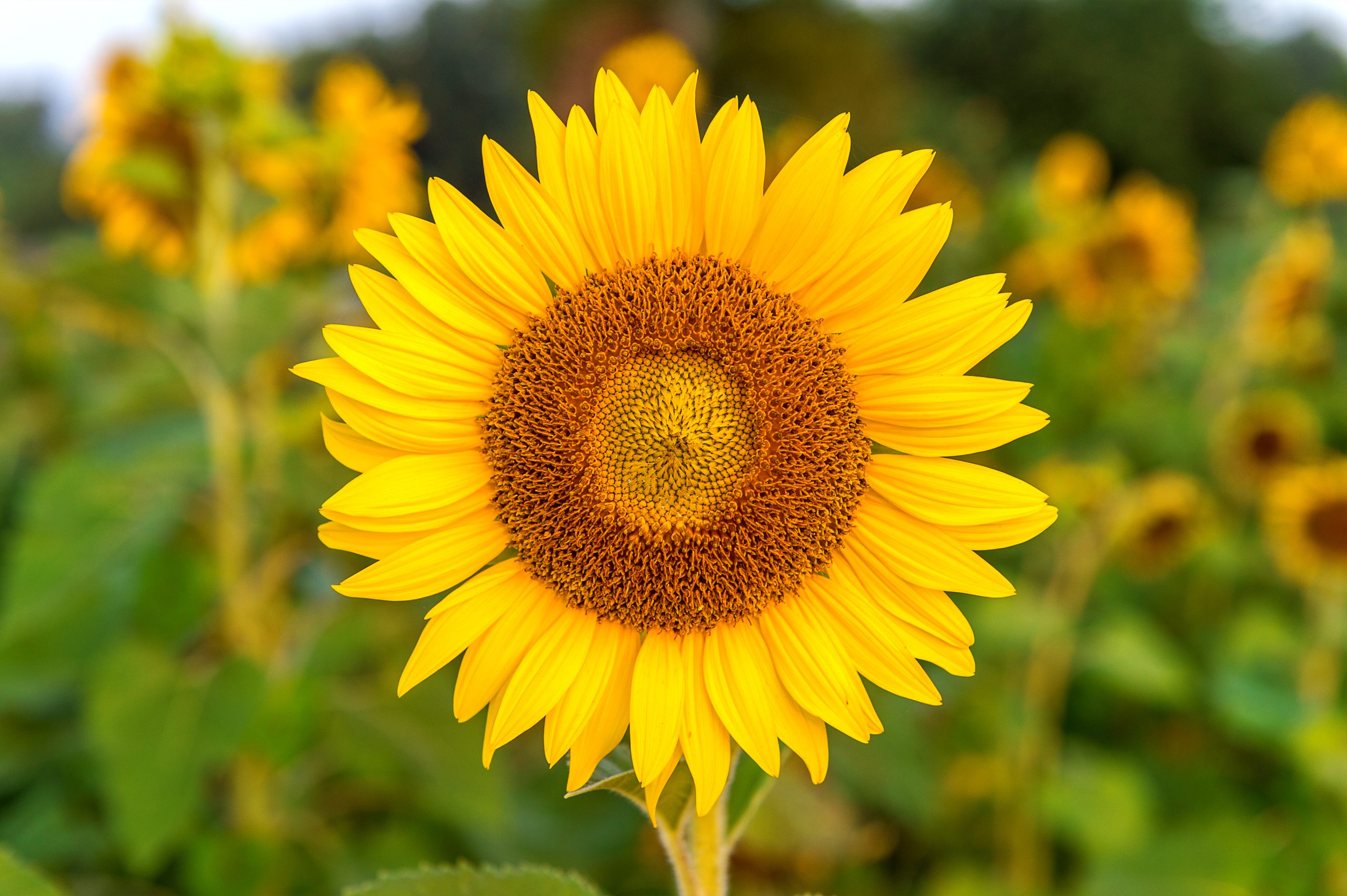 Simpatias: atraia prosperidade, amor e riqueza para sua vida com o girassol!