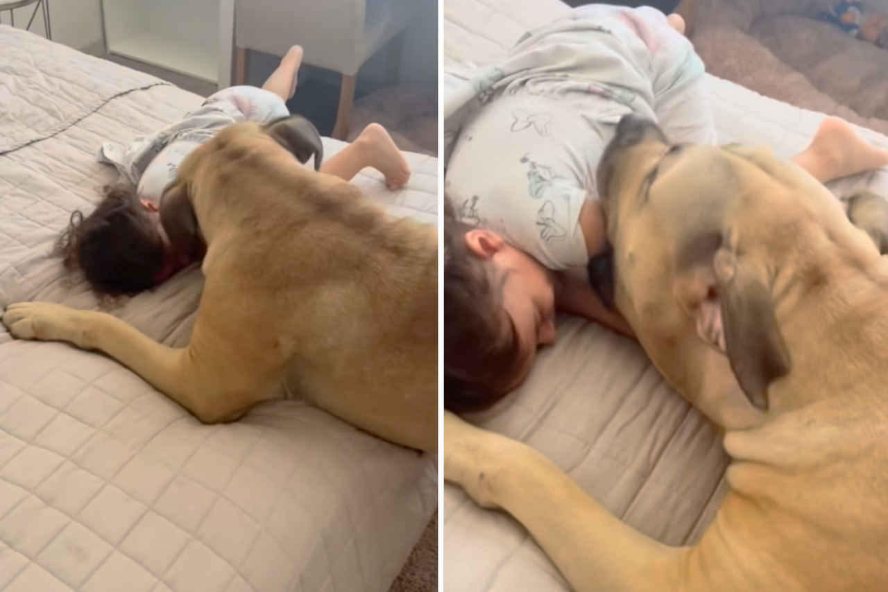 Um cão gigantesco brincando com menininha vai alegrar seu dia. Veja o vídeo fofo
