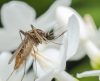 Brasileiros criam inseticida que mata Aedes aegypti sem dano à saúde e meio ambiente - Jornal da Franca