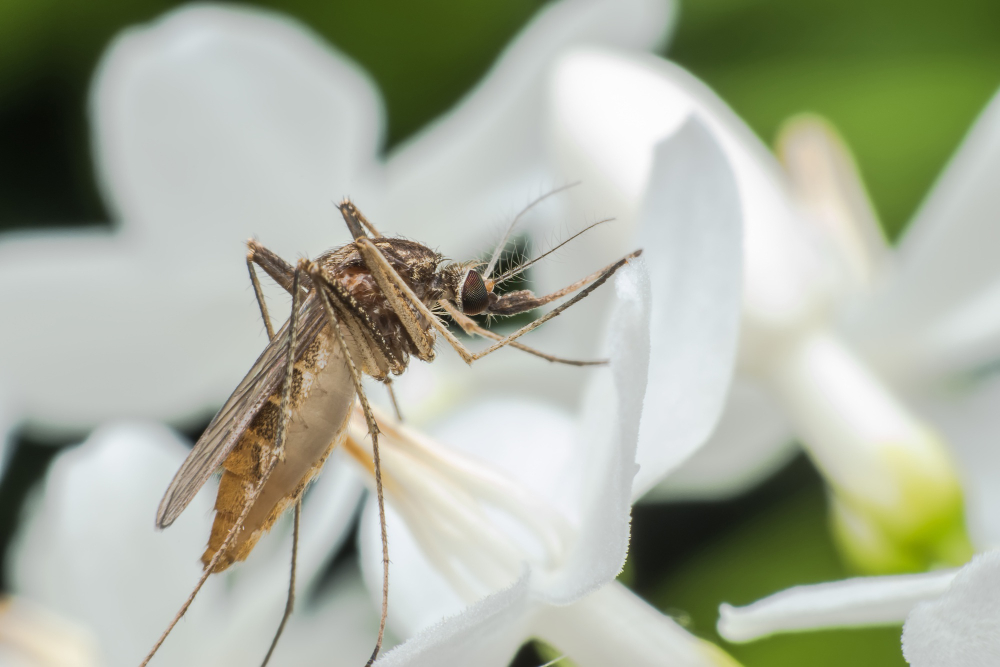 Brasileiros criam inseticida que mata Aedes aegypti sem dano à saúde e meio ambiente