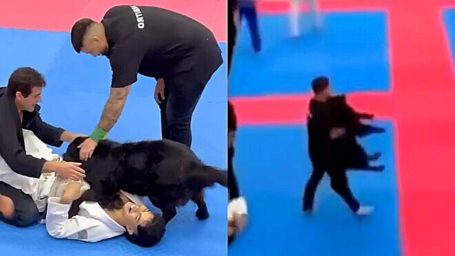 Cão “pacifista” invade arena para separar “briga” de lutadores de jiu-jitsu