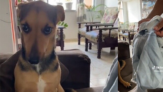 Vira-lata se faz de sonsa depois de estragar bermuda e vídeo tem 11 milhões de views