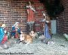 Cachorro caramelo se abriga em meio ao presépio da igreja e encanta os fiéis - Jornal da Franca