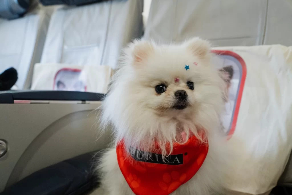 Azul lança serviço de bordo para pets em viagens no Brasil. Veja mais detalhes