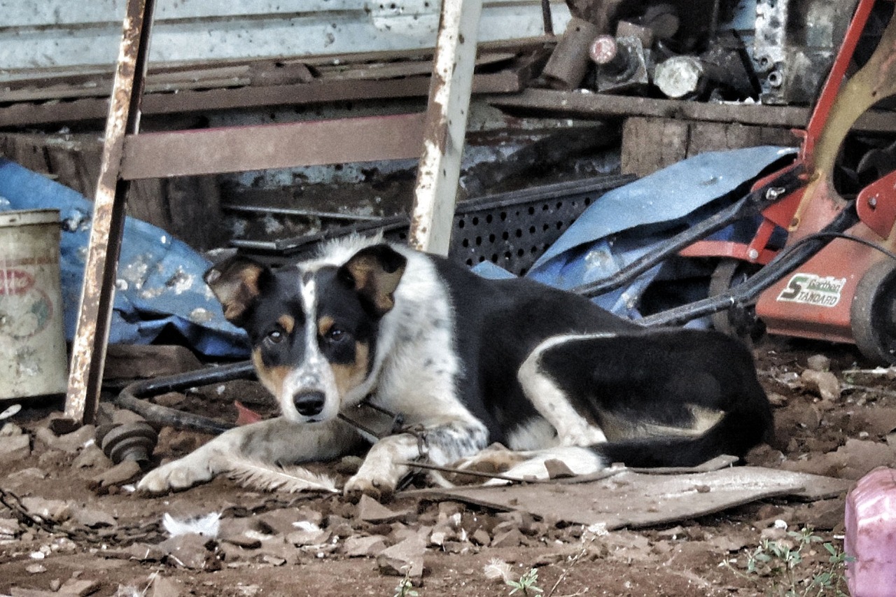 Campanha Dezembro Verde, que visa à proteção animal, já faz um ano no Estado de SP