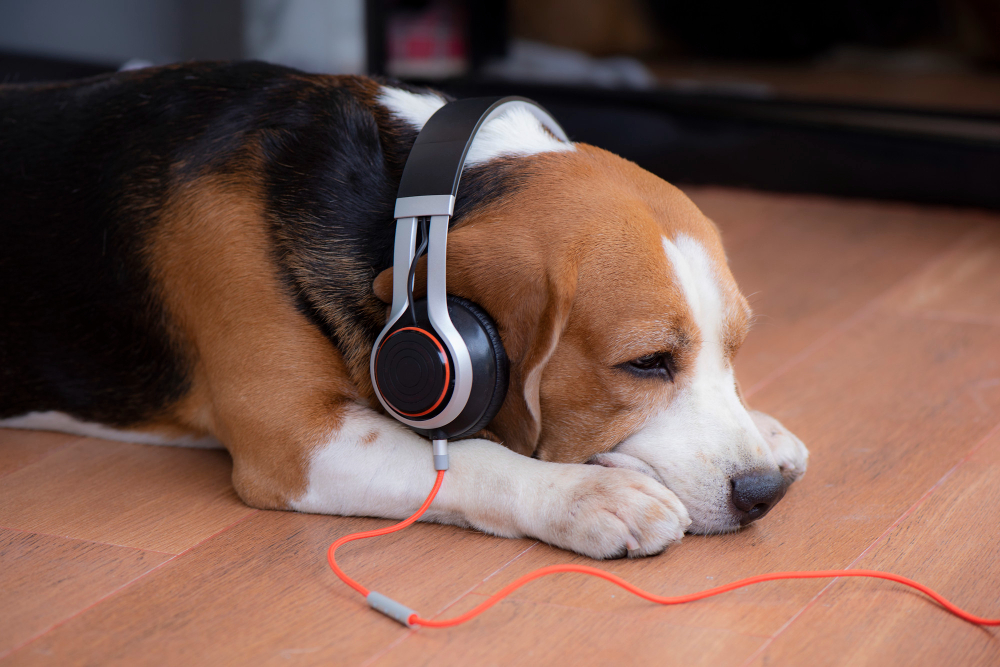 Empresa cria ‘fones de ouvido’ para cães se protegerem de barulhos do réveillon