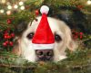 Entenda os riscos da decoração de Natal para os pets e como protegê-los - Jornal da Franca